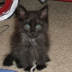 Meet your Posher, Bodhi